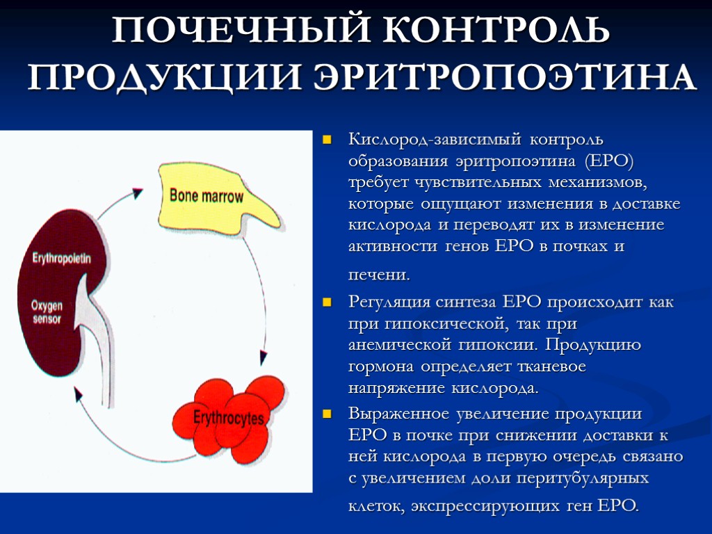 ПОЧЕЧНЫЙ КОНТРОЛЬ ПРОДУКЦИИ ЭРИТРОПОЭТИНА Кислород-зависимый контроль образования эритропоэтина (EPO) требует чувствительных механизмов, которые ощущают